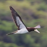 Brown Booby